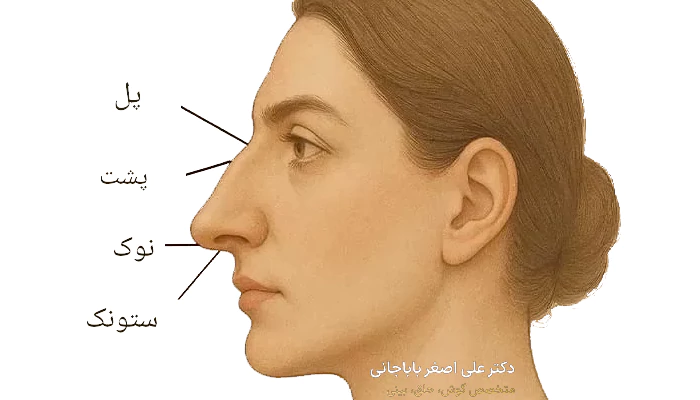 عکس دماغ عقابی